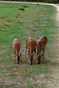 deer img blog | Babcock Ranch