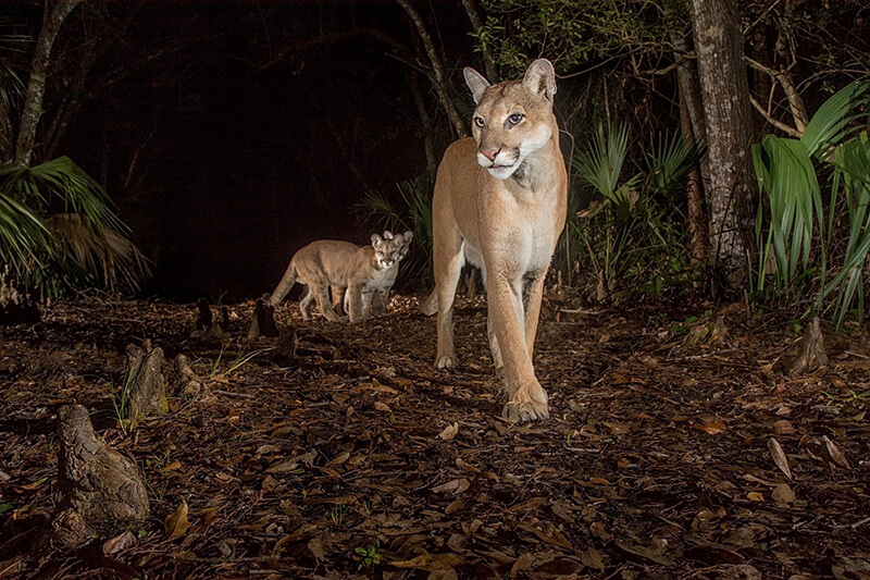 Florida Panthers on the Prowl in Babcock Preserve
