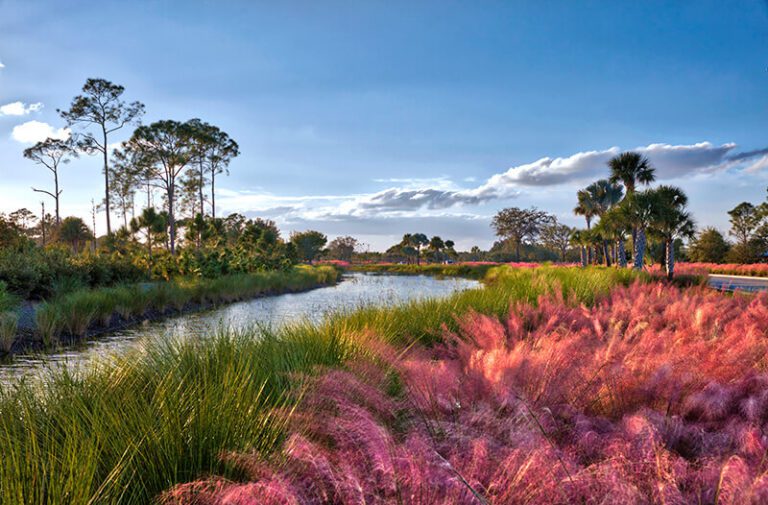 Rain Garden at the Babcock Ranch Preserve