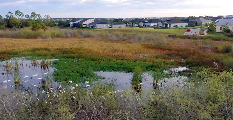 Coexisting with nature | Babcock Ranch