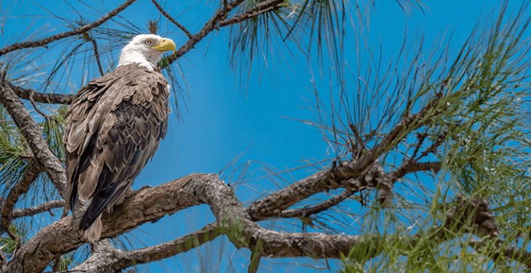 Birds and Ecosystem around Babcock Ranch