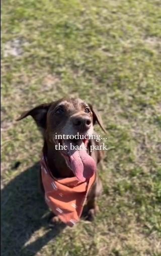 Video Gallery | Babcock Ranch Bark Park Video Preview