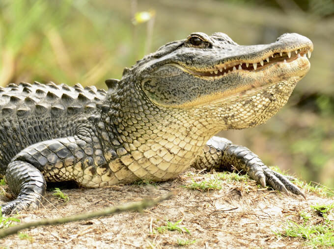 Explore Babcock Ranch Eco-Tours: A Wild Adventure Through Florida’s Natural Beauty | Babcock Ranch american alligators on babcock ranch eco-tour