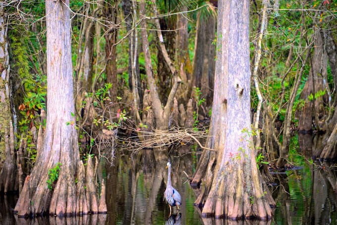 Explore Babcock Ranch Eco-Tours: A Wild Adventure Through Florida’s Natural Beauty | Babcock Ranch Birds and Cypress trees on the Babcock Ranch Eco-tour