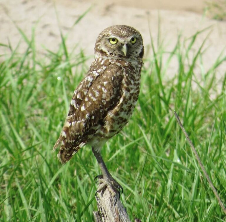 Explore Babcock Ranch Eco-Tours: A Wild Adventure Through Florida’s Natural Beauty | Babcock Ranch Burrowing owl at Babcock Ranch wildlife conservation