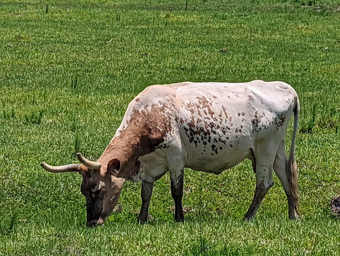 Explore Babcock Ranch Eco-Tours: A Wild Adventure Through Florida’s Natural Beauty | Babcock Ranch Raising cattle is part of Babcock Ranch History