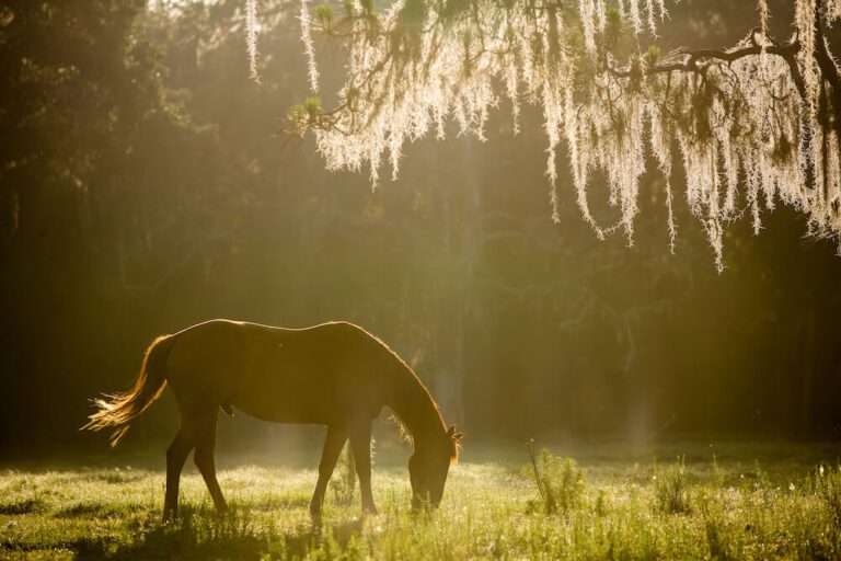 Explore Babcock Ranch Eco-Tours: A Wild Adventure Through Florida’s Natural Beauty | Babcock Ranch Horses Grazing at Babcock Ranch Eco Tours