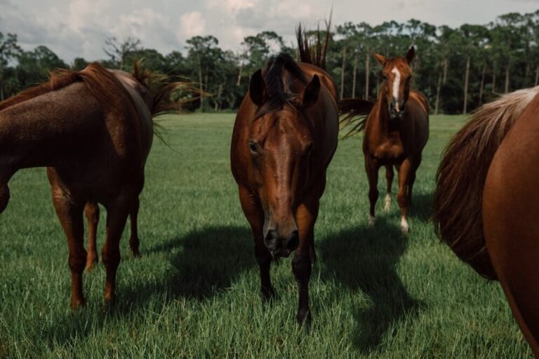 Explore Babcock Ranch Eco-Tours: A Wild Adventure Through Florida’s Natural Beauty | Babcock Ranch Horses Running at Babcock Ranch
