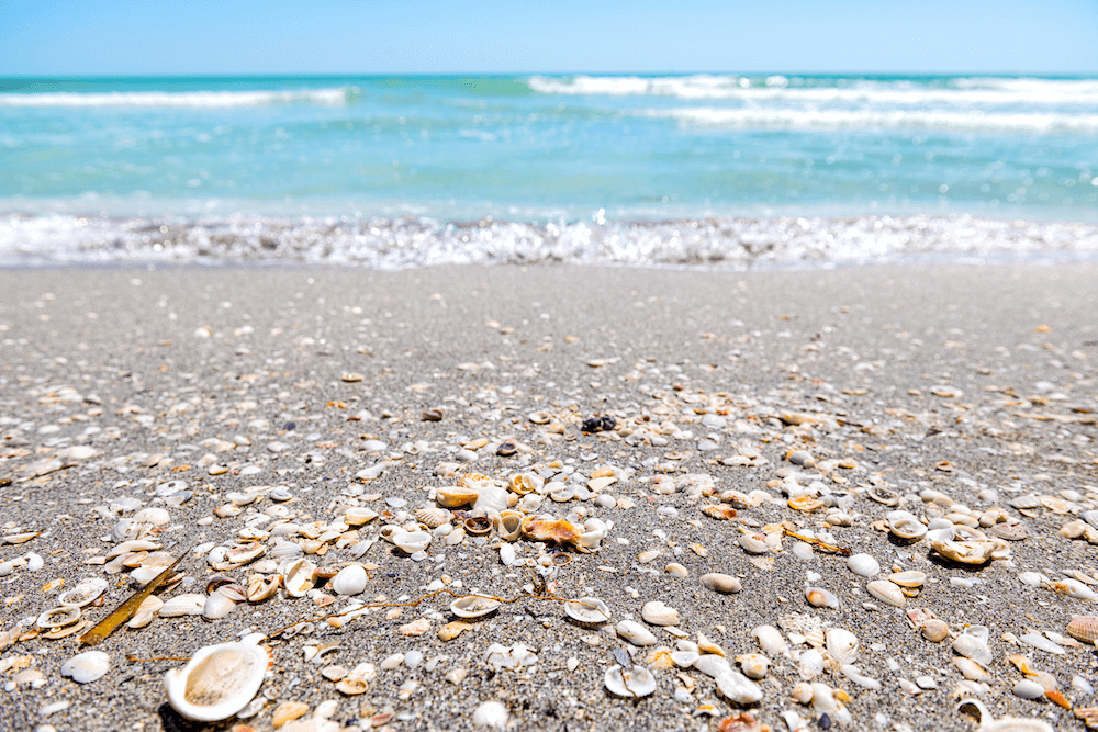 5 Amazing Destinations Less Than an Hour from Babcock Ranch | Babcock Ranch Sanibel Island is famous for shelling