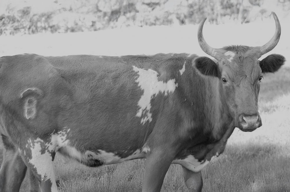 History | Babcock Ranch babcock ranch timeline 1914 cow | Babcock Ranch